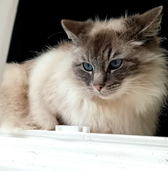 Tales and Tails and NMCs  -  the Excellent Cats March On