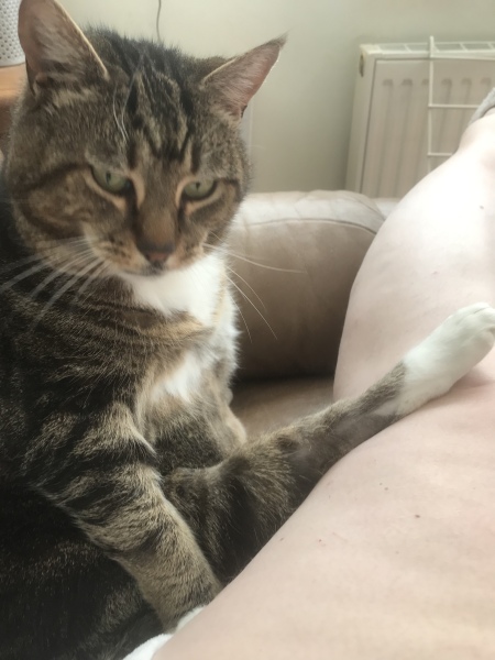 Tales and Tails and NMCs  -  the Excellent Cats March On
