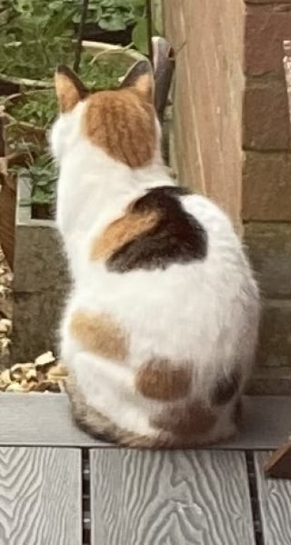 Please help me with my cat's blood results