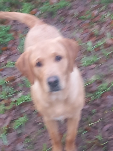 To have fallen in love with a puppy