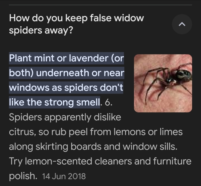 Spiders in my house
