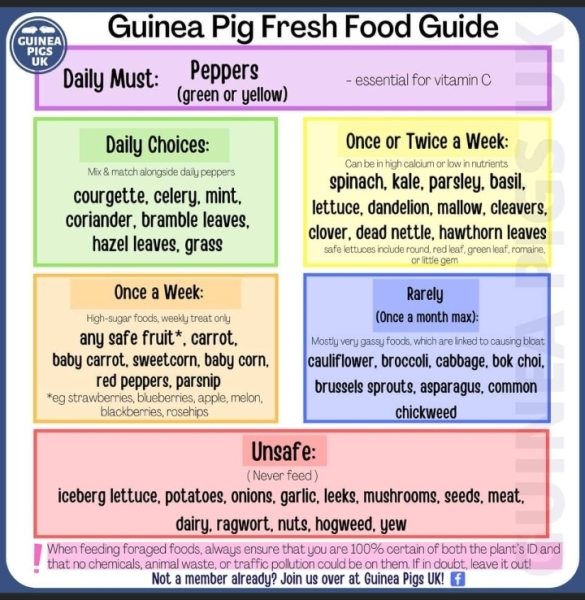 Fgs I've just agreed to Guinea pigs.