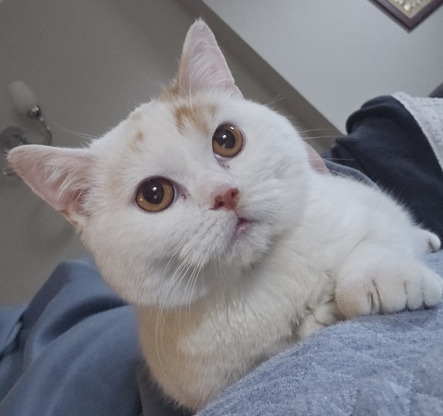 Advice needed for situation with poorly cat