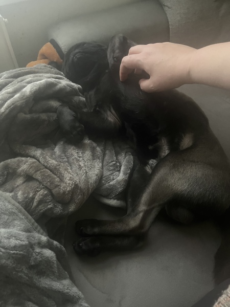 Tell me what you hate about having a dog 