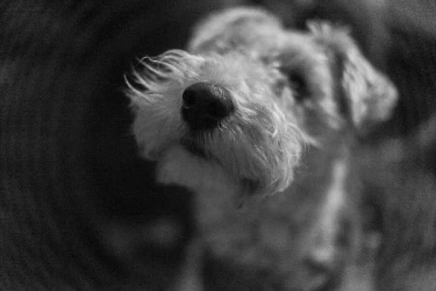 A dog photo thread - please share your pics