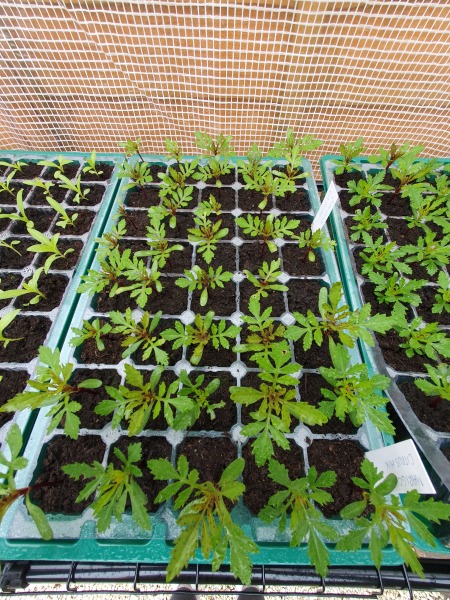 When to pot on seedlings?