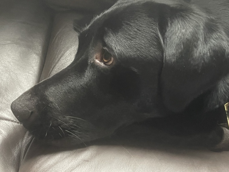 A dog photo thread - please share your pics