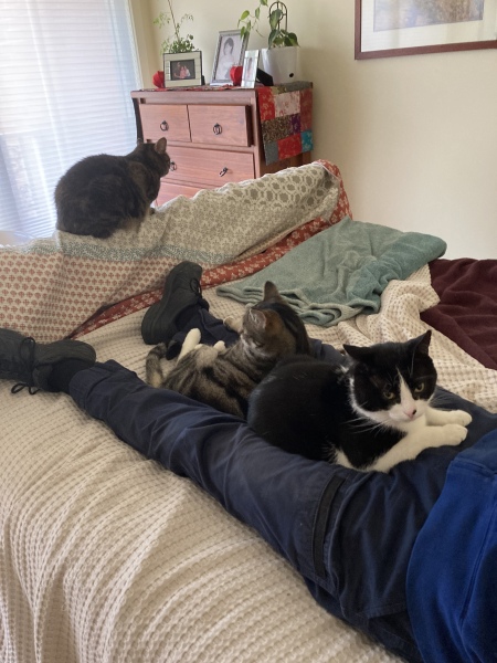 Can cats  tell the time?