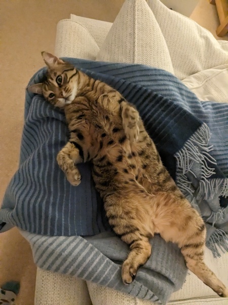 How much should I feed him!