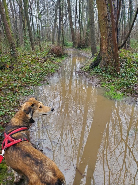 Puppy Survival Thread for New and Old Pups - Spring is around the corner!