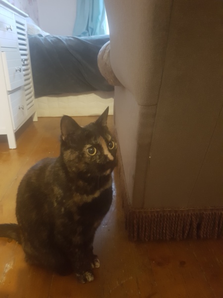 What are your cats' purrfessions?