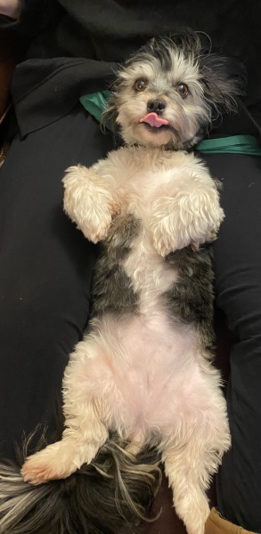 A dog photo thread - please share your pics