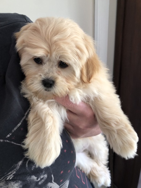 Name for my puppy?