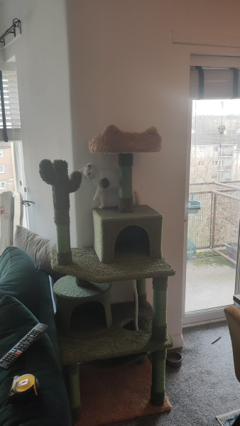 I'm so excited! We're getting kittens!!