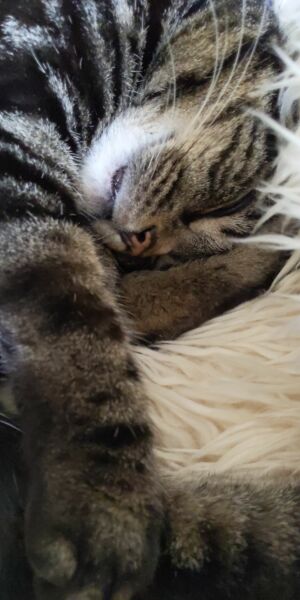 What are your cats' purrfessions?