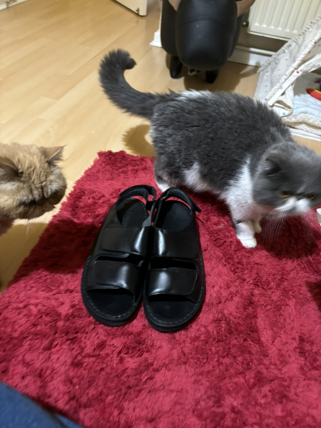 Does your cat supervise the laundry?