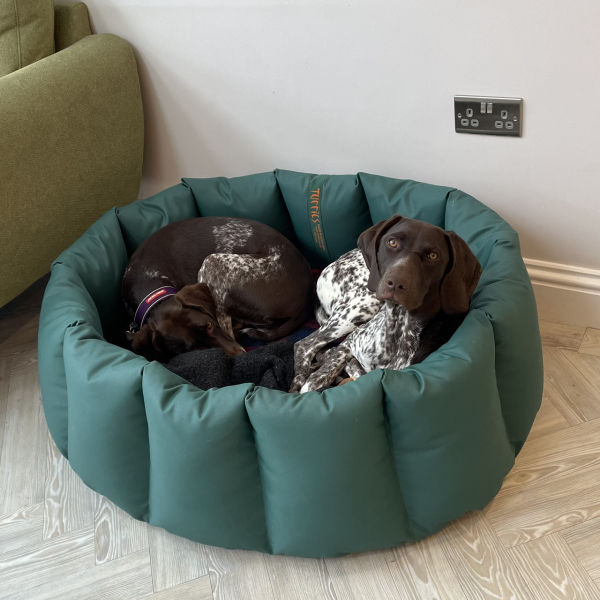 Puppy Survival Thread for New and Old Pups - Spring is around the corner!