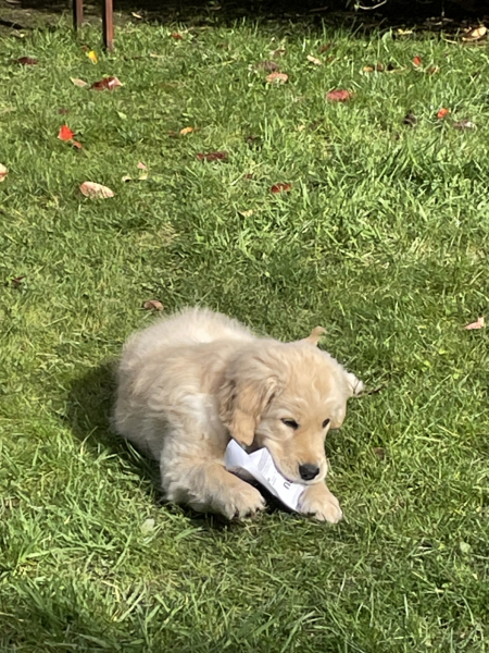 Anyone have a Golden Retriever puppy and found the magic cure to save your garden?