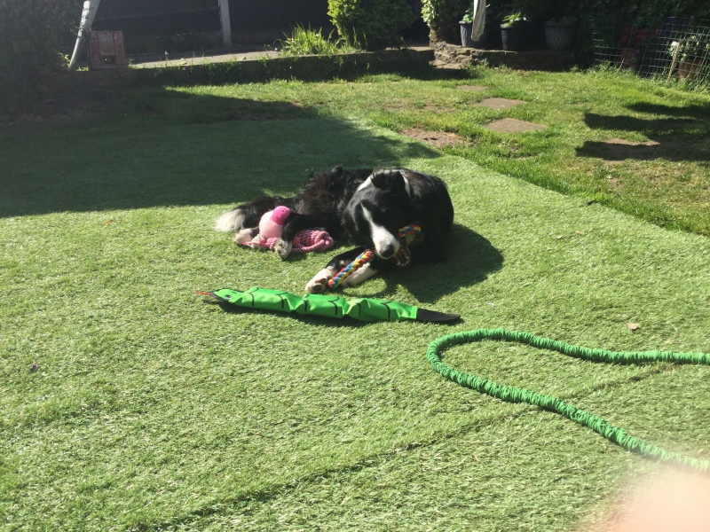 Anyone have a Golden Retriever puppy and found the magic cure to save your garden?
