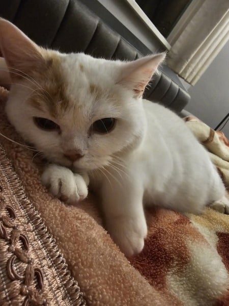 Advice needed for situation with poorly cat