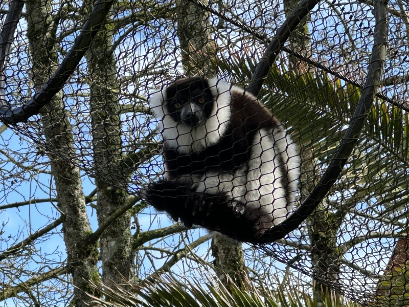 Irish (the language)