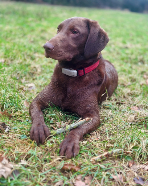 A dog photo thread - please share your pics