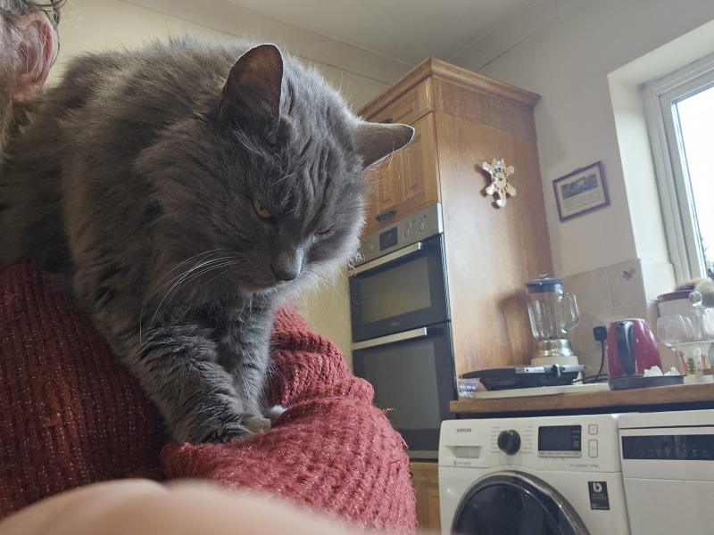 Machiavellian Misbehaviour- the Excellent Cats Deny Everything