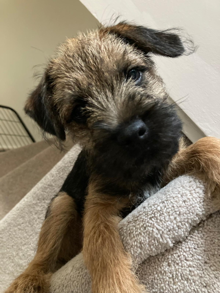 Puppy tips