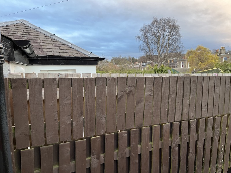 Growing sweetpea to cover a fence