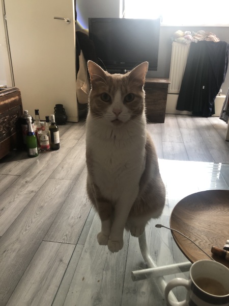 Tales and Tails and NMCs  -  the Excellent Cats March On