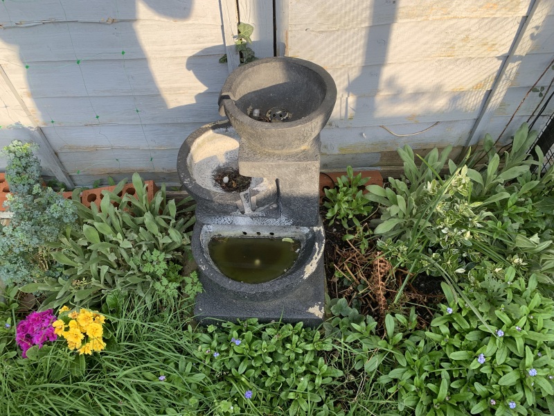 Help a cat owner out - plant identification