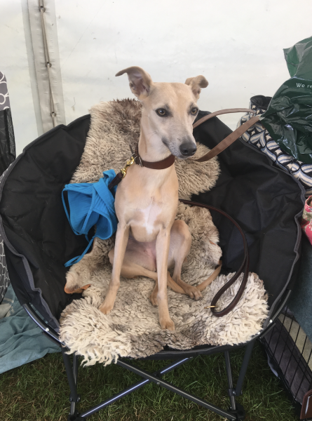 Crufts - Tips and Advice
