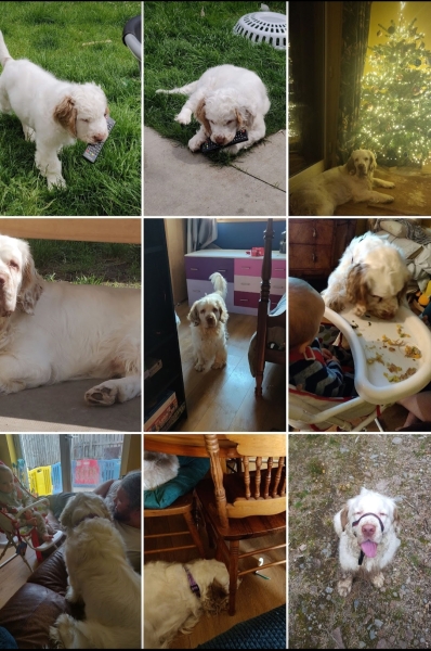 A dog photo thread - please share your pics