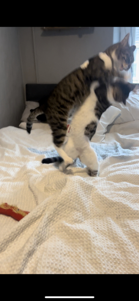 Cat walking strange