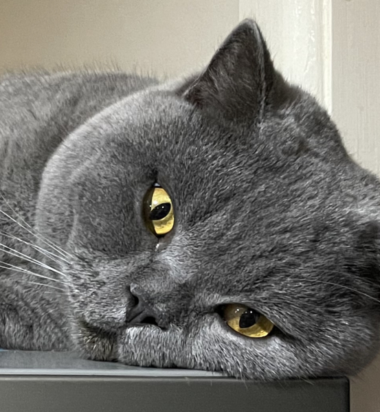 How much does your BSH weigh?