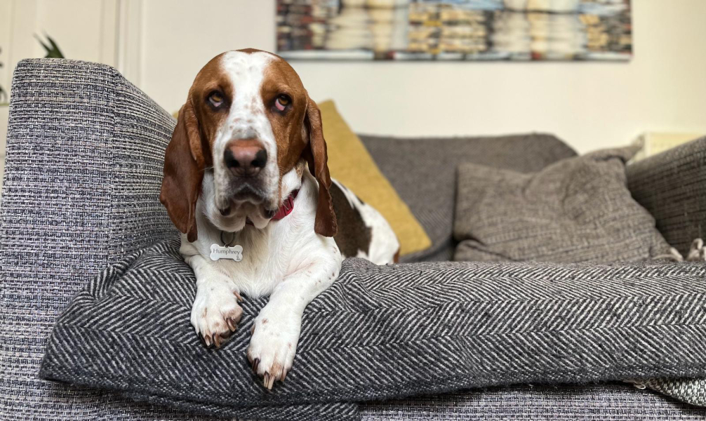 A dog photo thread - please share your pics