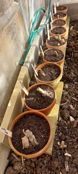Is anyone ready to be excited about dahlias yet?