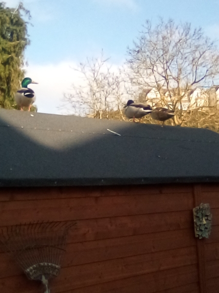 Cancer Support Thread 93 - The Thread for the Dread and the Not Yet Dead? Everything you need to know about Cancer but didn’t want to know