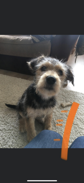 A dog photo thread - please share your pics