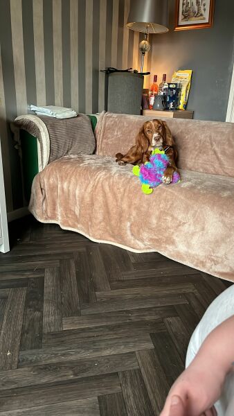 Puppy Survival Thread - for old and new pups heading into winter