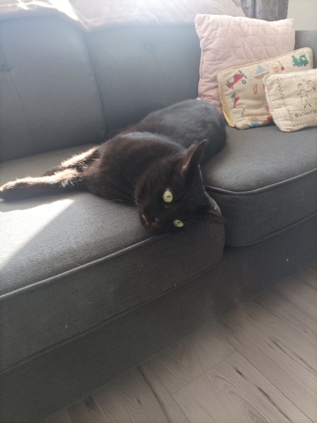 Machiavellian Misbehaviour- the Excellent Cats Deny Everything