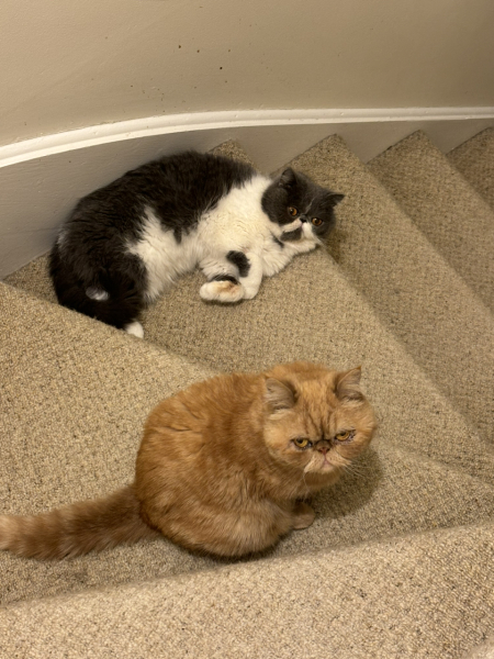 Play fighting or real fighting?
