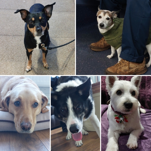A dog photo thread - please share your pics
