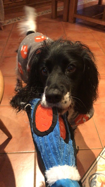 A dog photo thread - please share your pics