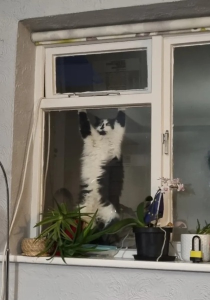To check the cats haven't all been abducted by aliens