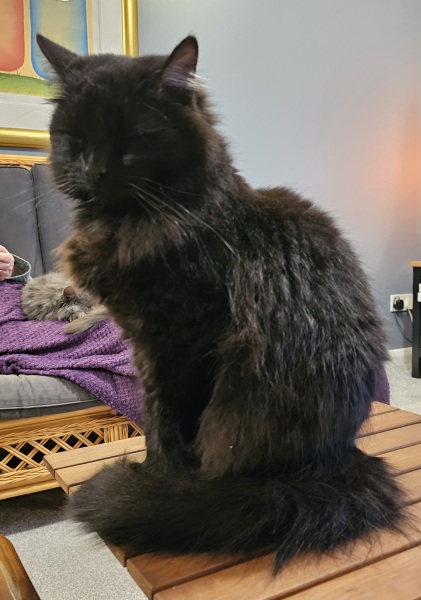 Tales and Tails and NMCs  -  the Excellent Cats March On