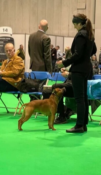 Crufts