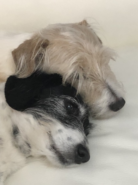 A dog photo thread - please share your pics