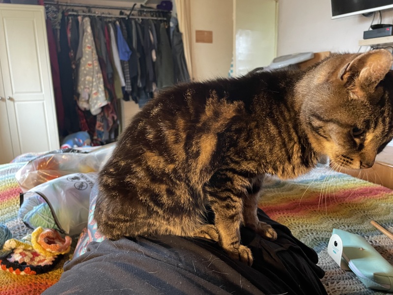 Does your cat supervise the laundry?