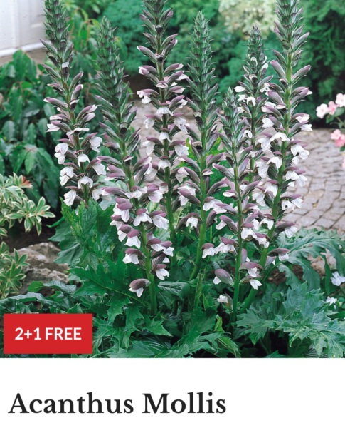 Help identify these trees/plant in new house's garden...